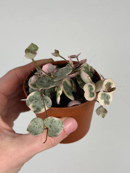 Ceropegia woodii 'String of hearts' variegata Ceropegia Tropical Corner