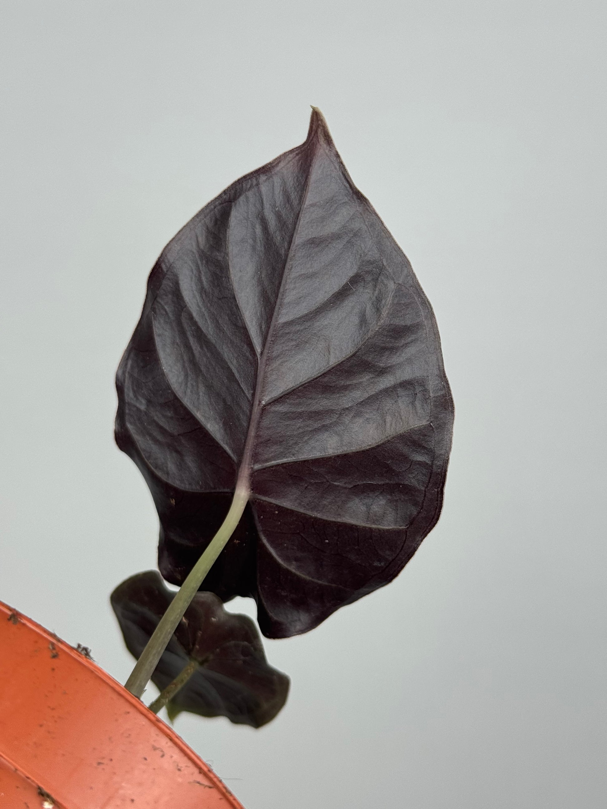 Alocasia Infernalis 'Black Magic'