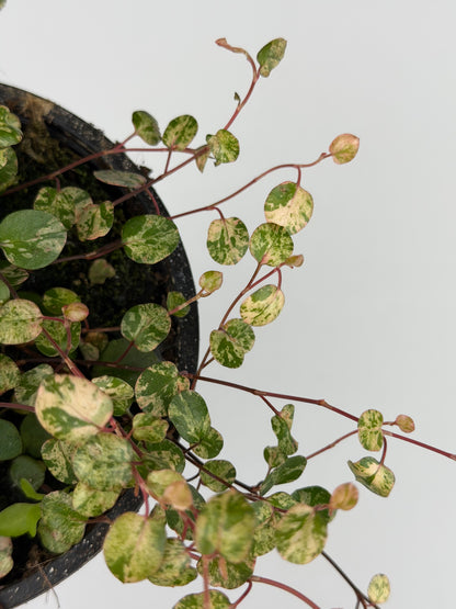 Muehlenbeckia complexa Mao'ri 'Pink Camouflage'