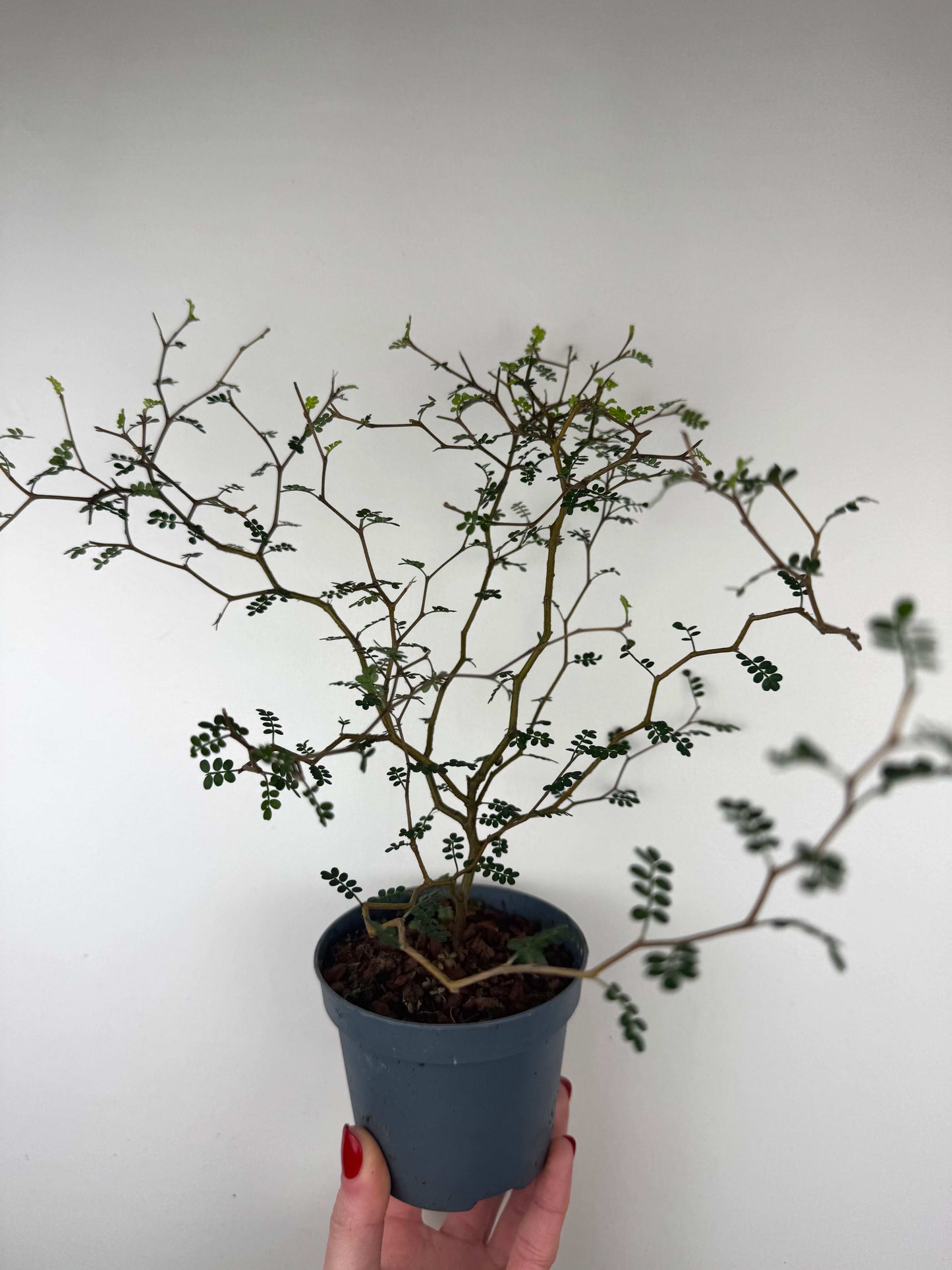 Sophora Prostrata “Little Baby”