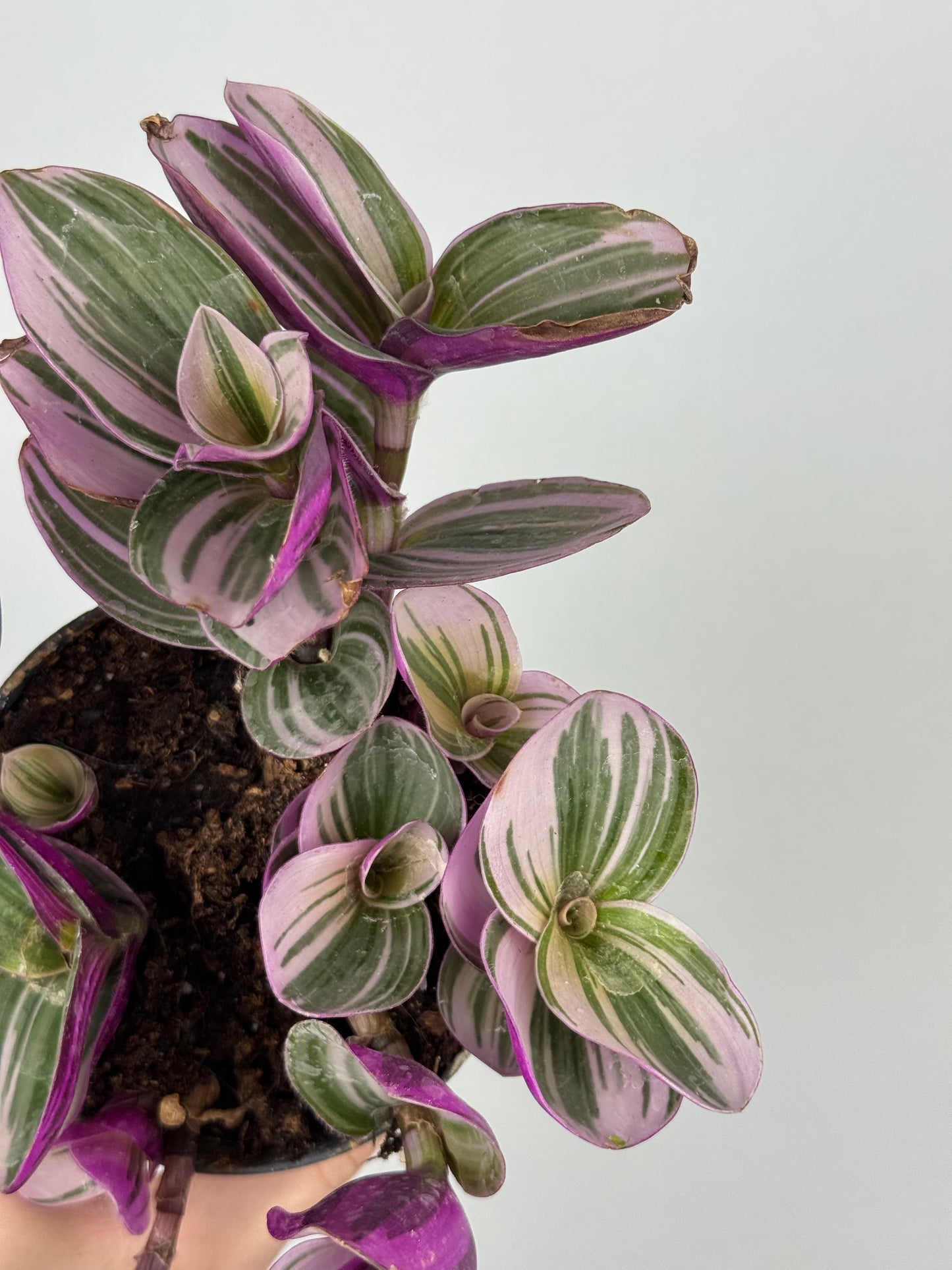 Tradescantia Nanouk | Zinnia