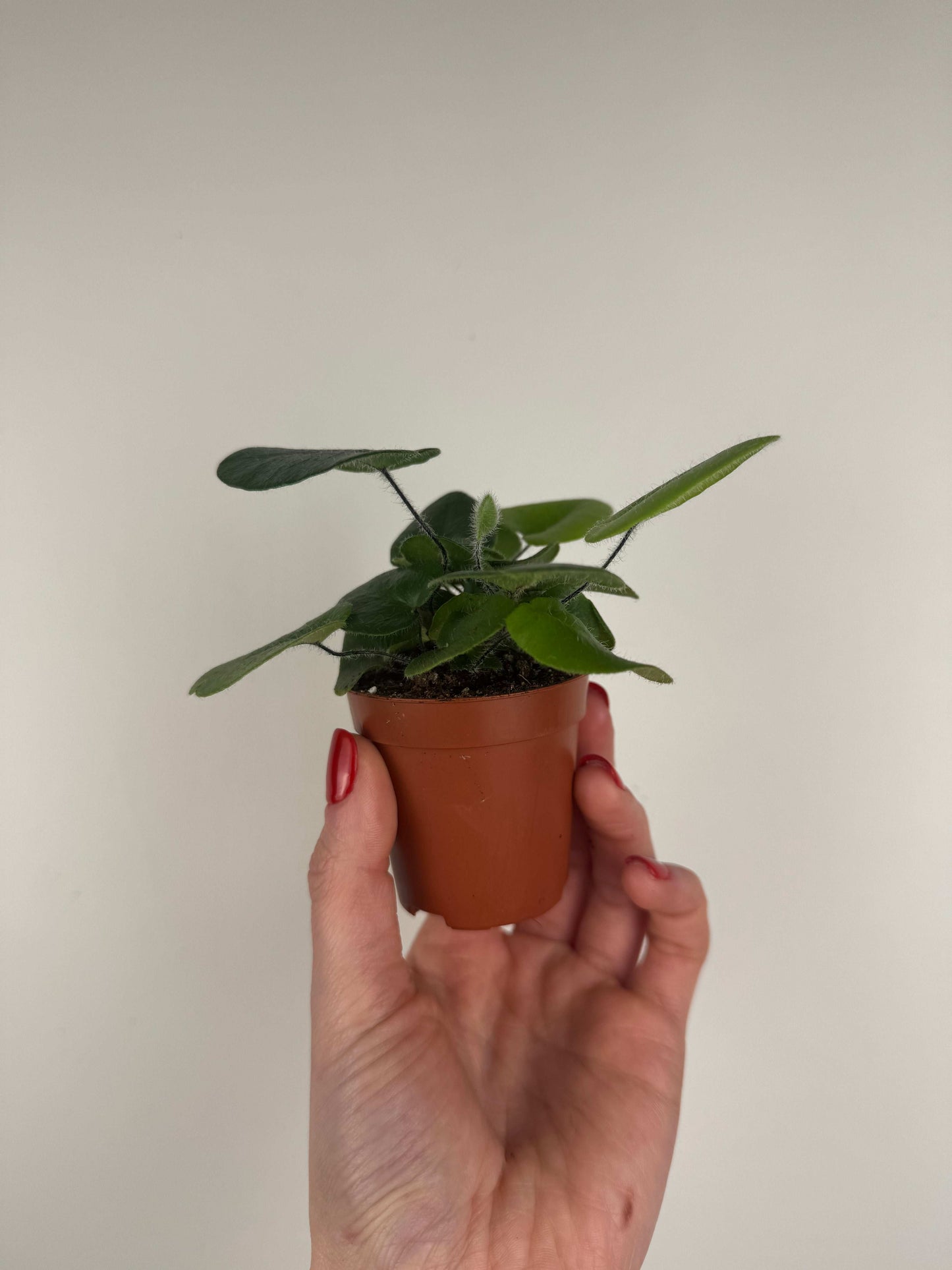 Hemionitis Arifolia