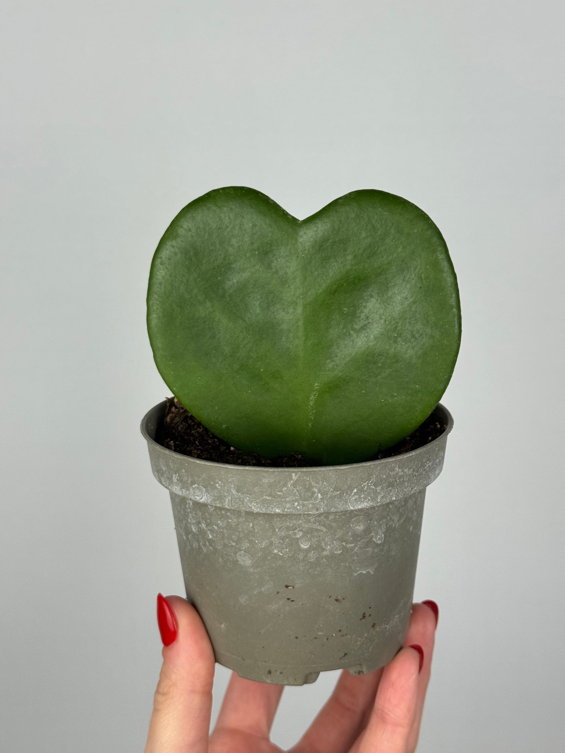 Hoya Kerrii Hoya Tropical Corner Foglia