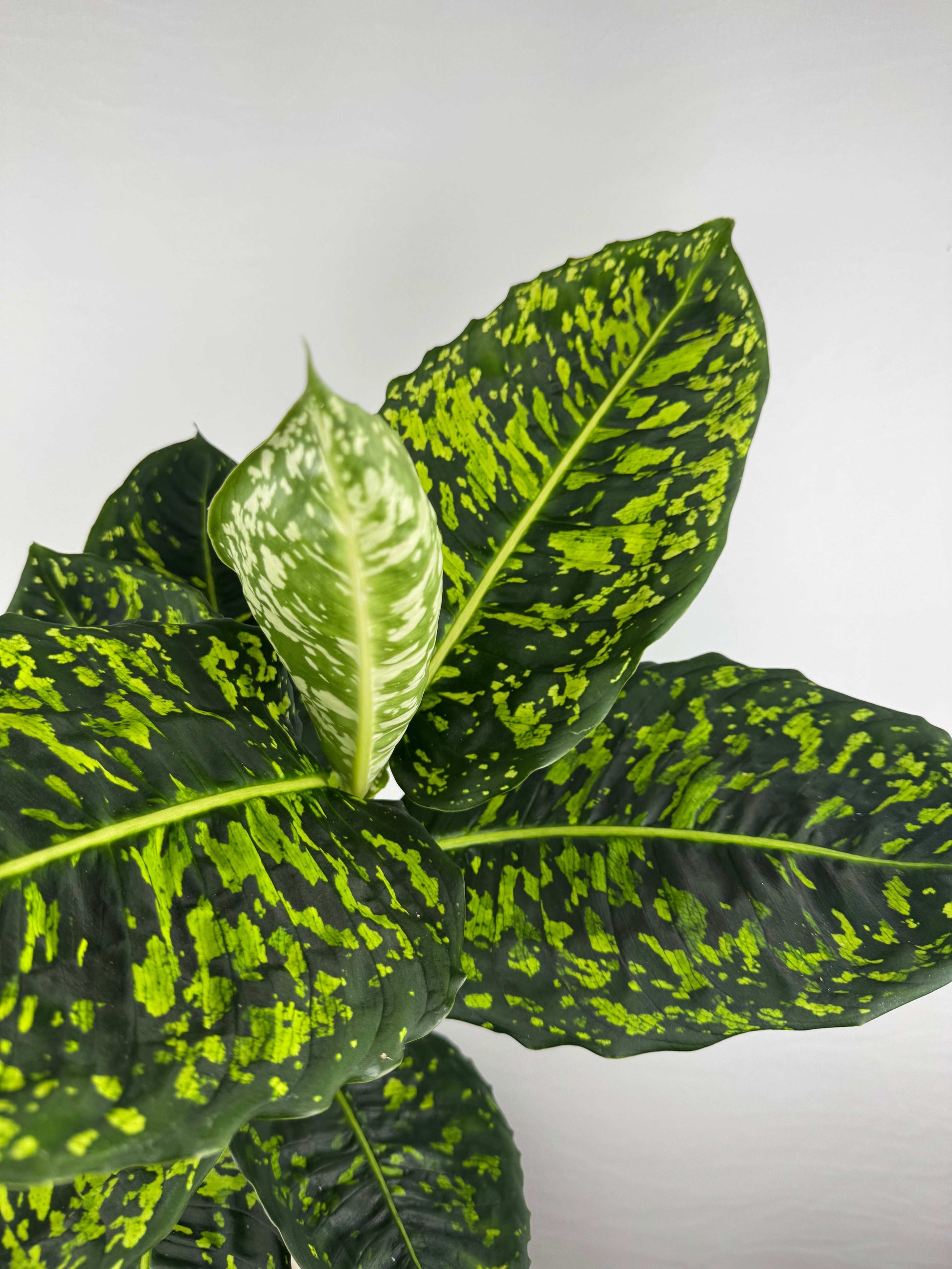 Dieffenbachia “Reflector”