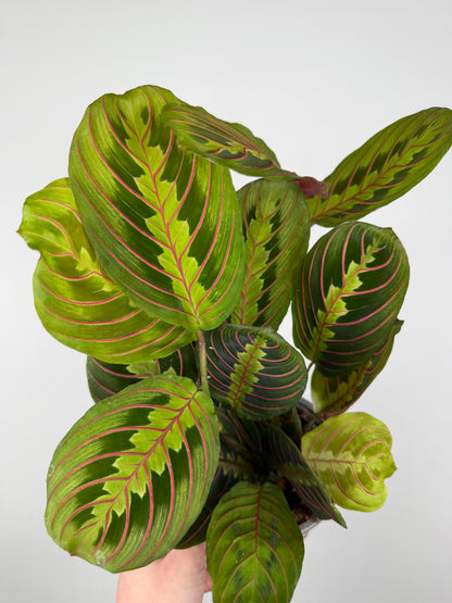 Maranta Leuconeura 'Fascinator'