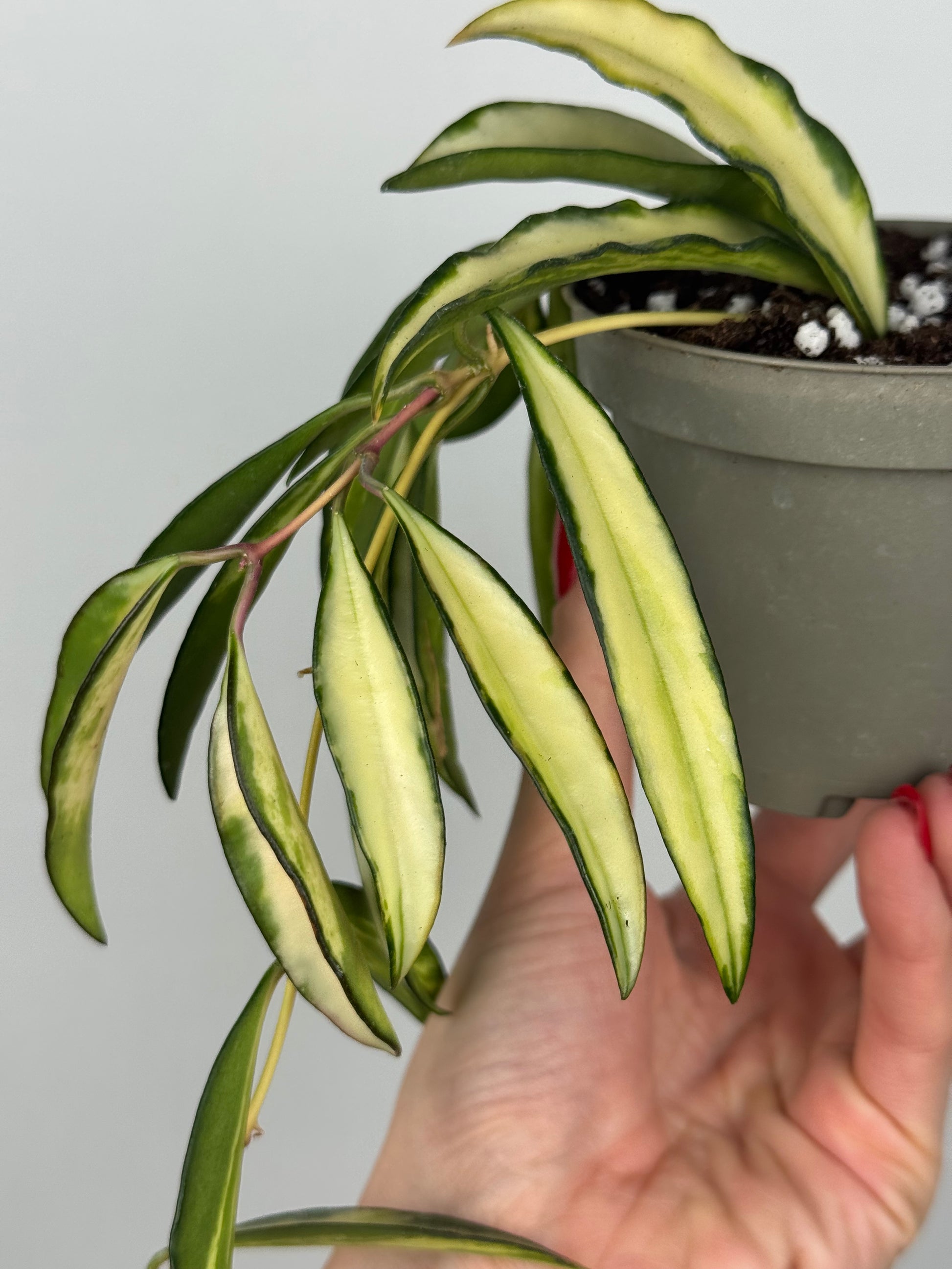 Hoya Wayetii 'Tricolor'