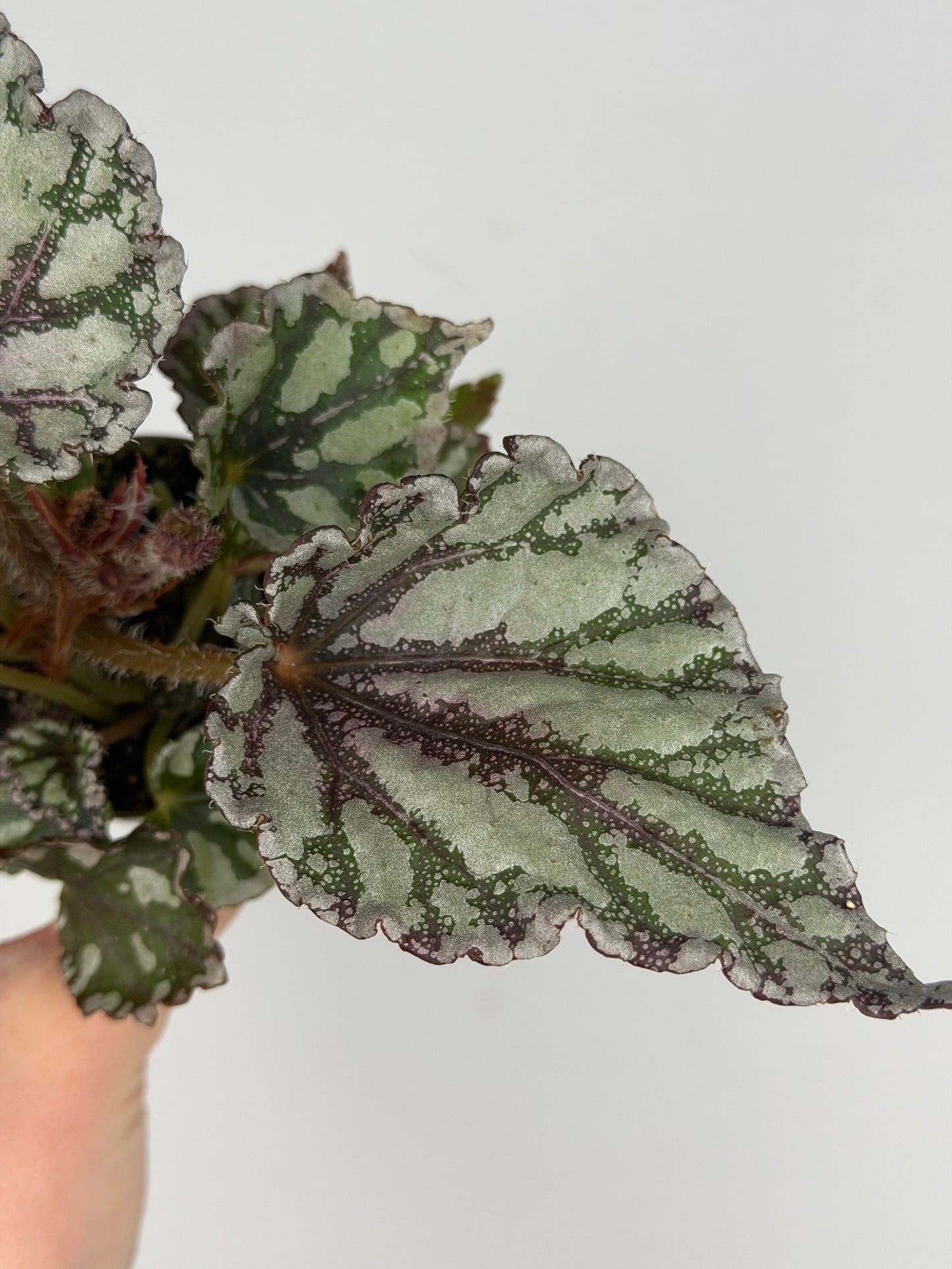 Begonia 'Dew Drop' Begonia Tropical Corner