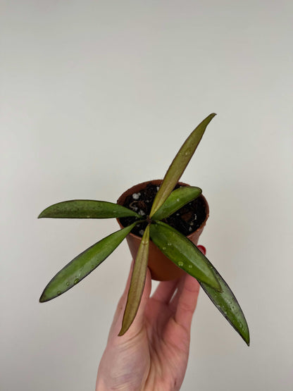 Hoya Wayetii