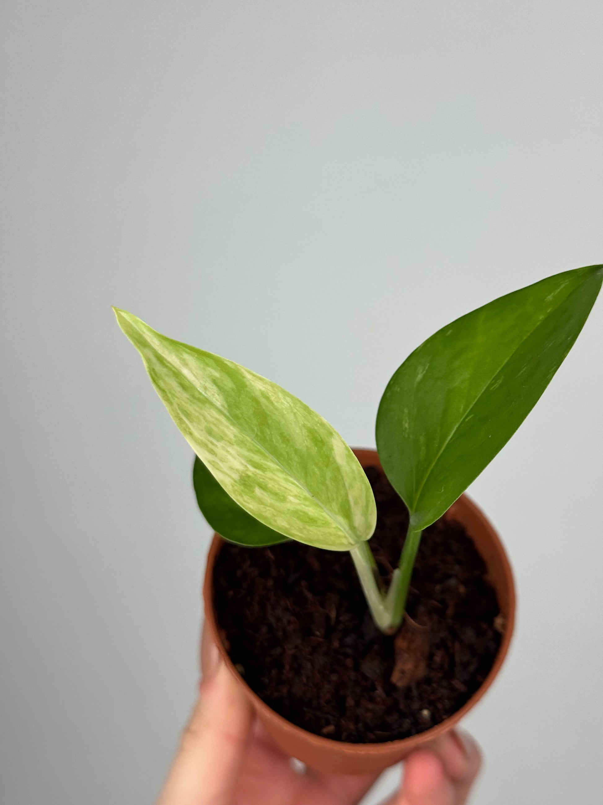 Epipremnum Marble Queen | Oris