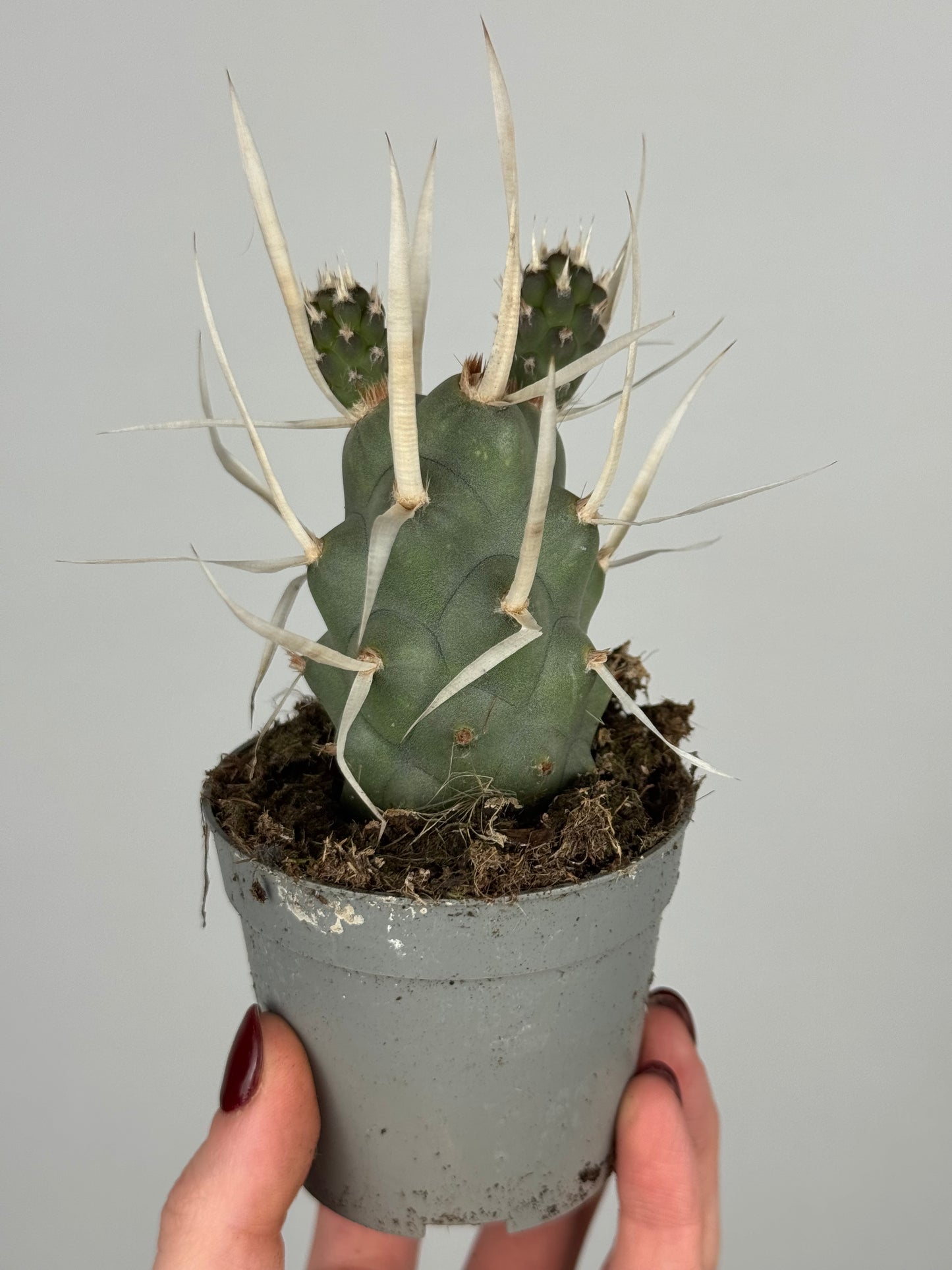 Tephrocactus articulatus papyracanthus