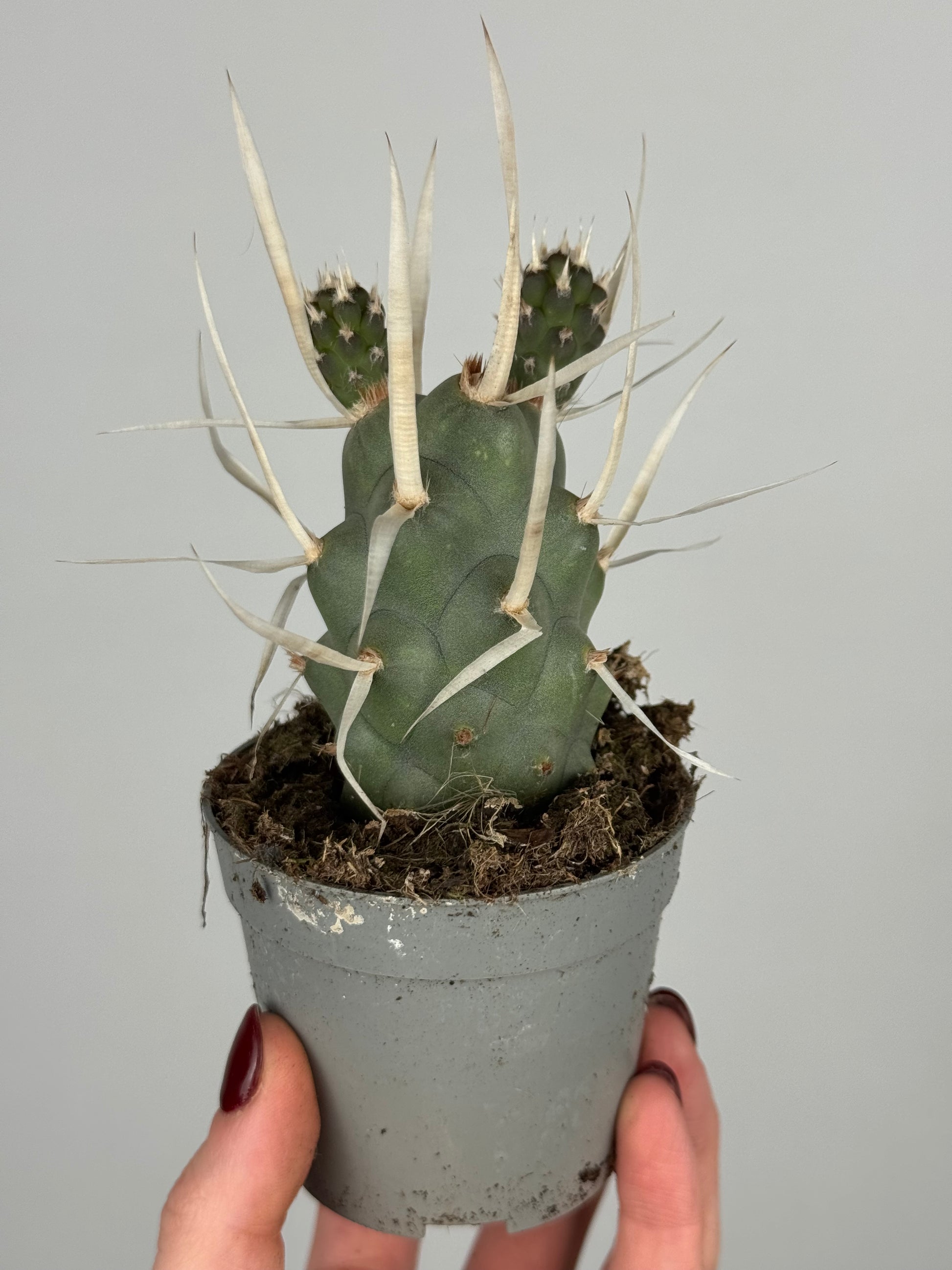 Tephrocactus articulatus papyracanthus