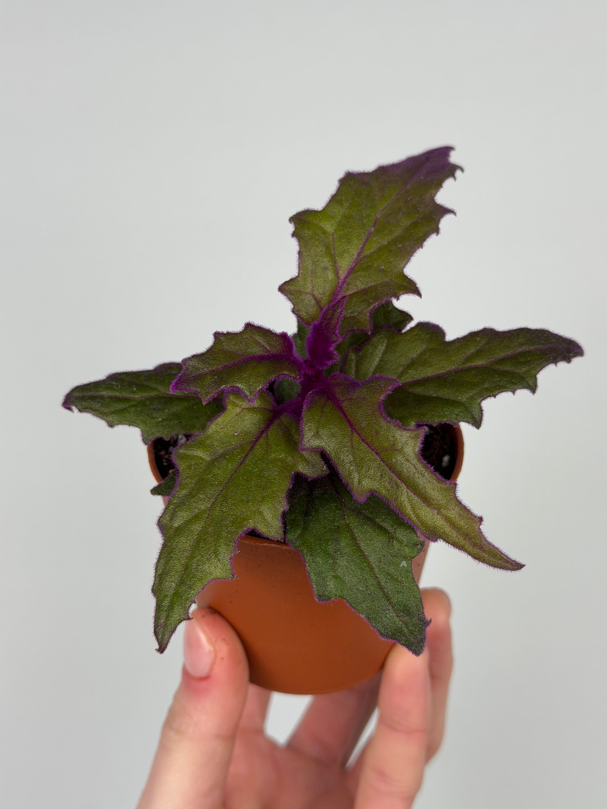 Gynura aurantiaca 'Purple passion' Gynura Tropical Corner