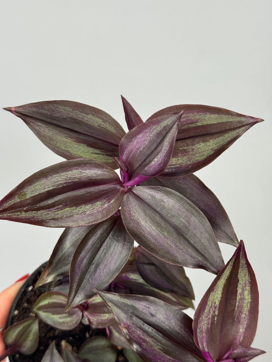 Tradescantia Burgundy