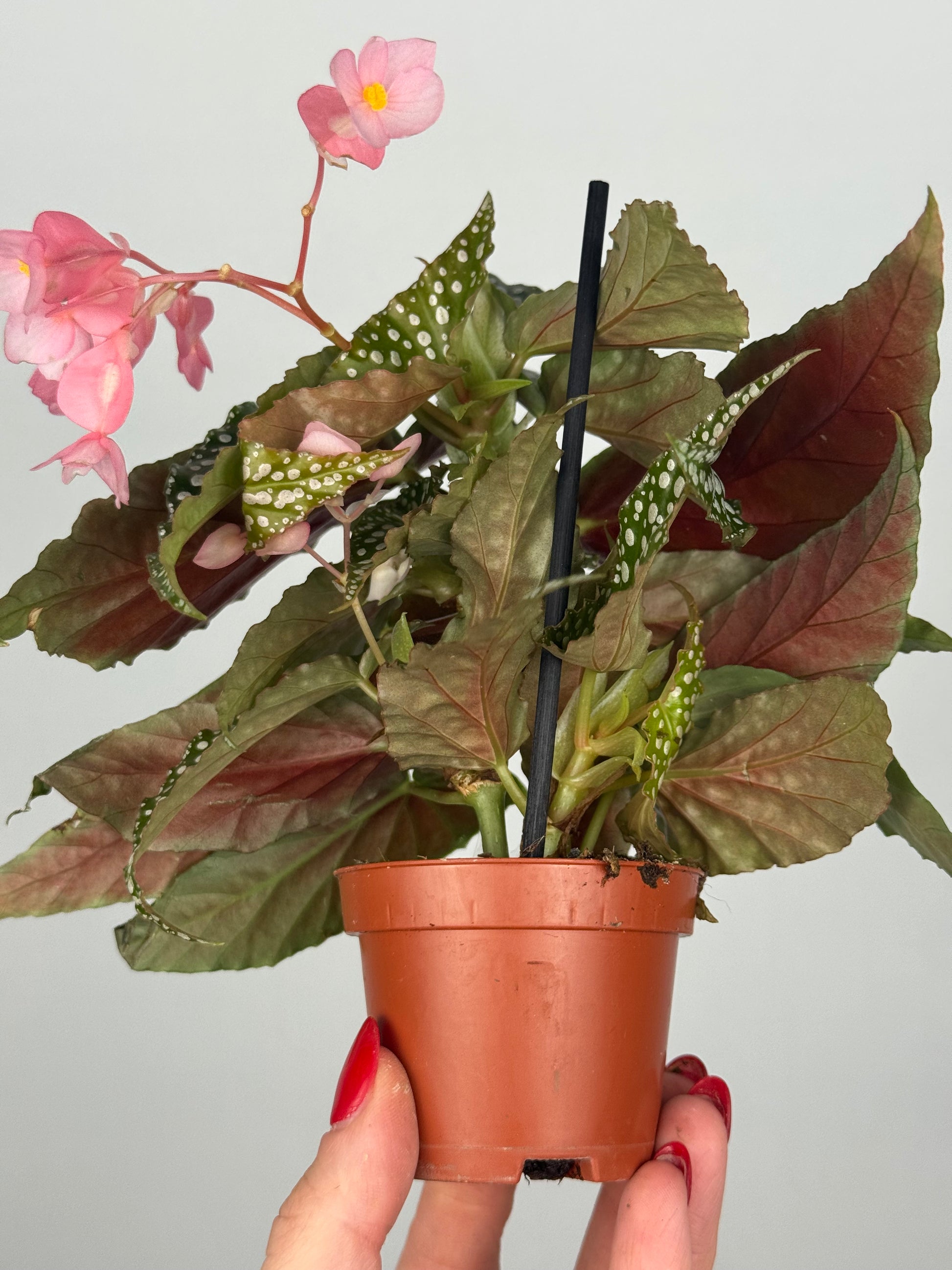 Begonia maculata “Double dot”