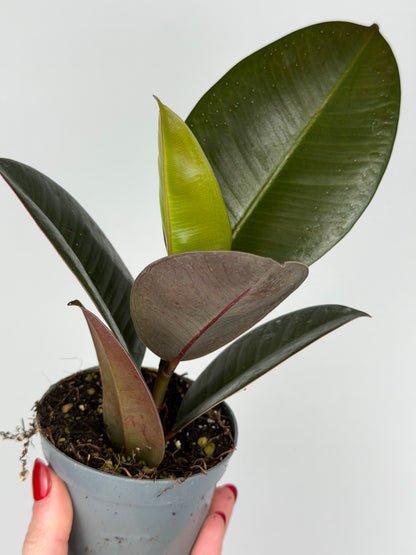 Ficus Elastica 'Robusta'