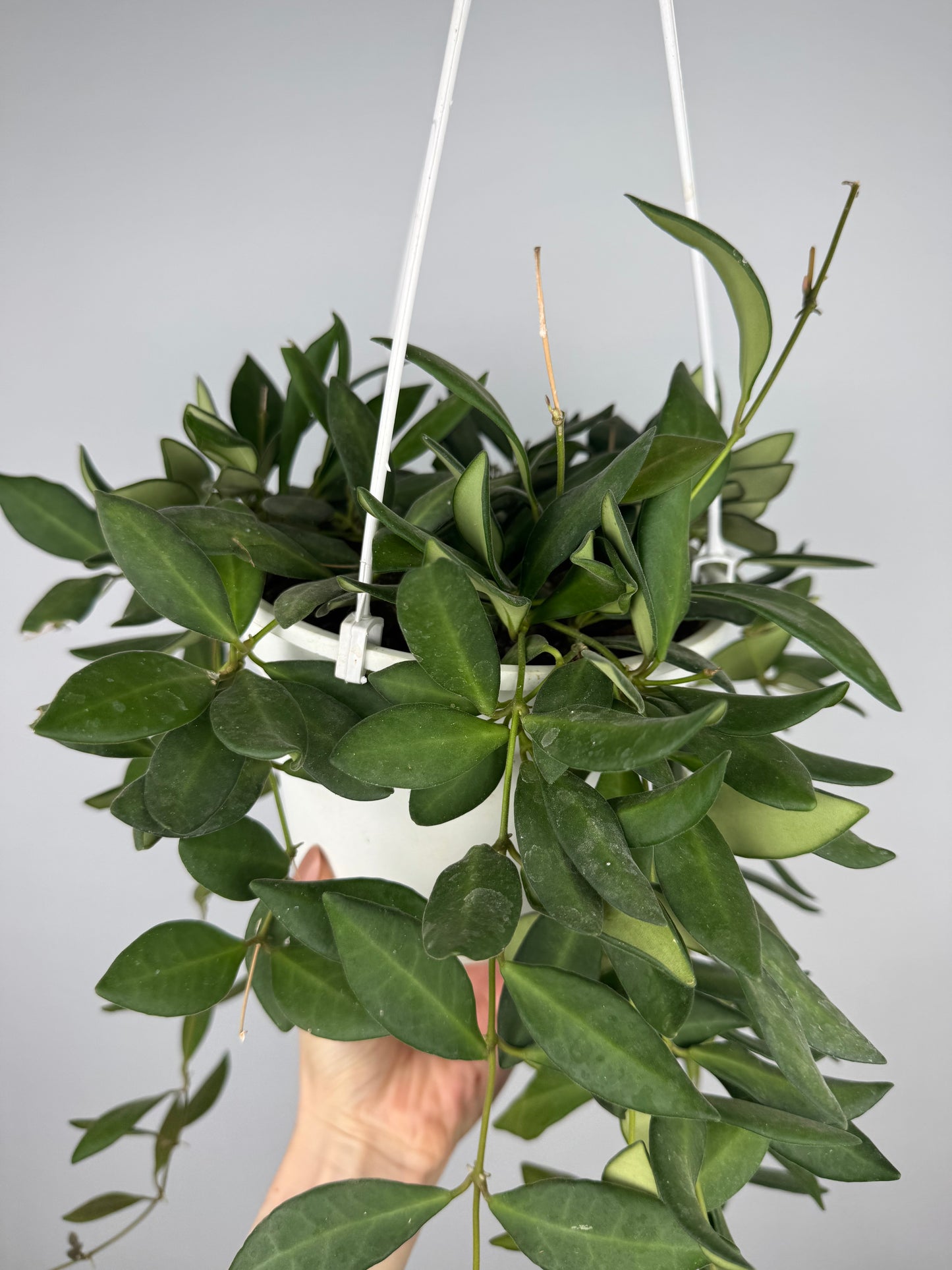 Hoya Burtoniae