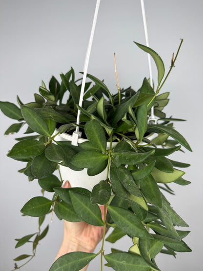 Hoya Burtoniae