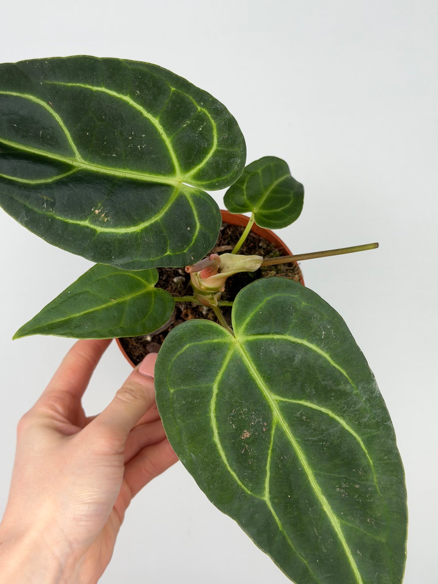 Anthurium Regale Anthurium Tropical Corner