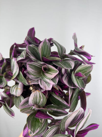Tradescantia “Nanouk” | Michela