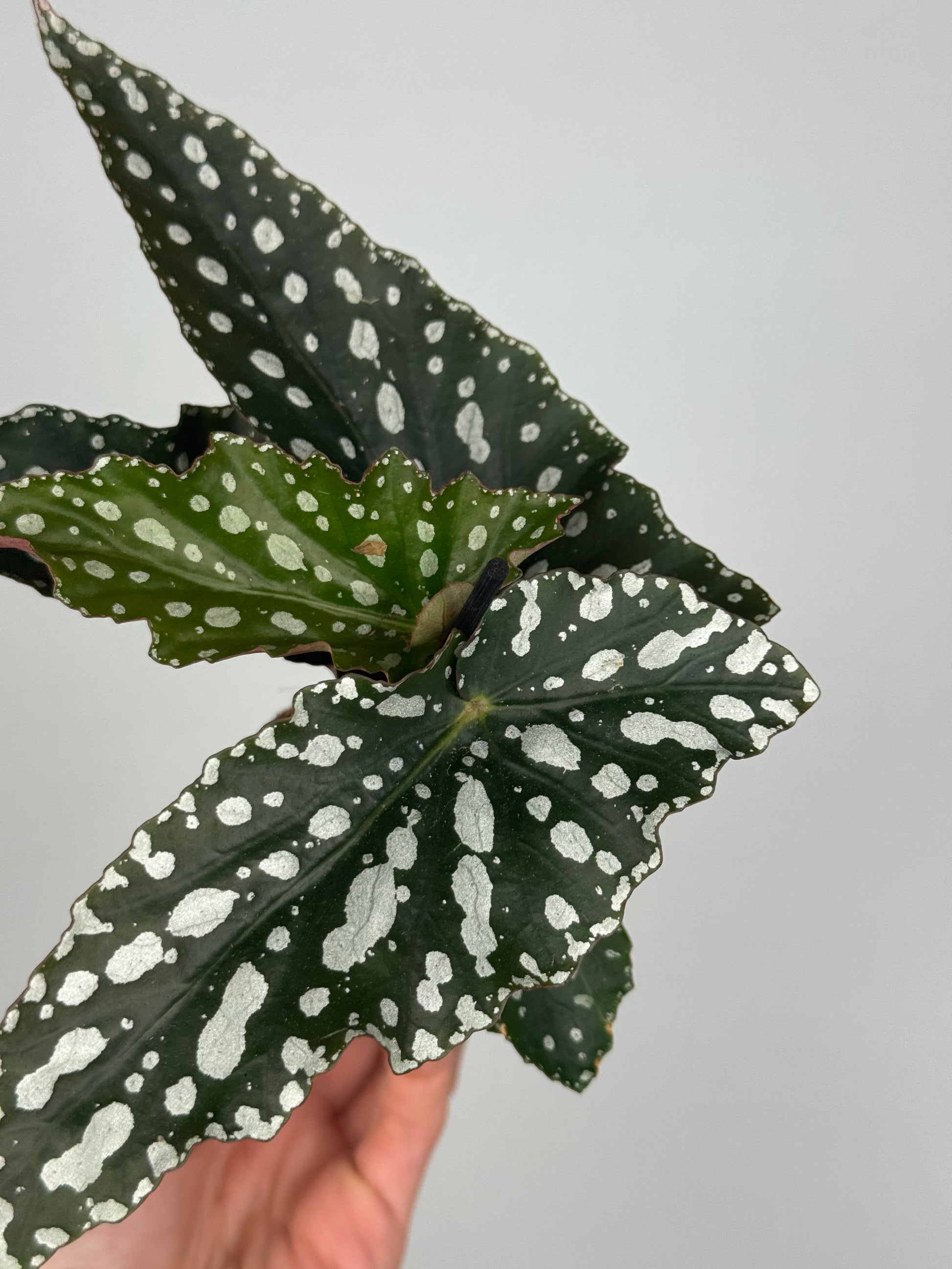 Begonia Maculata “Spotlight Green”