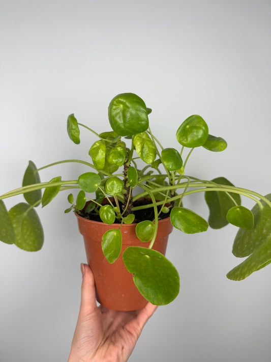 Pilea Peperomioides | Vera