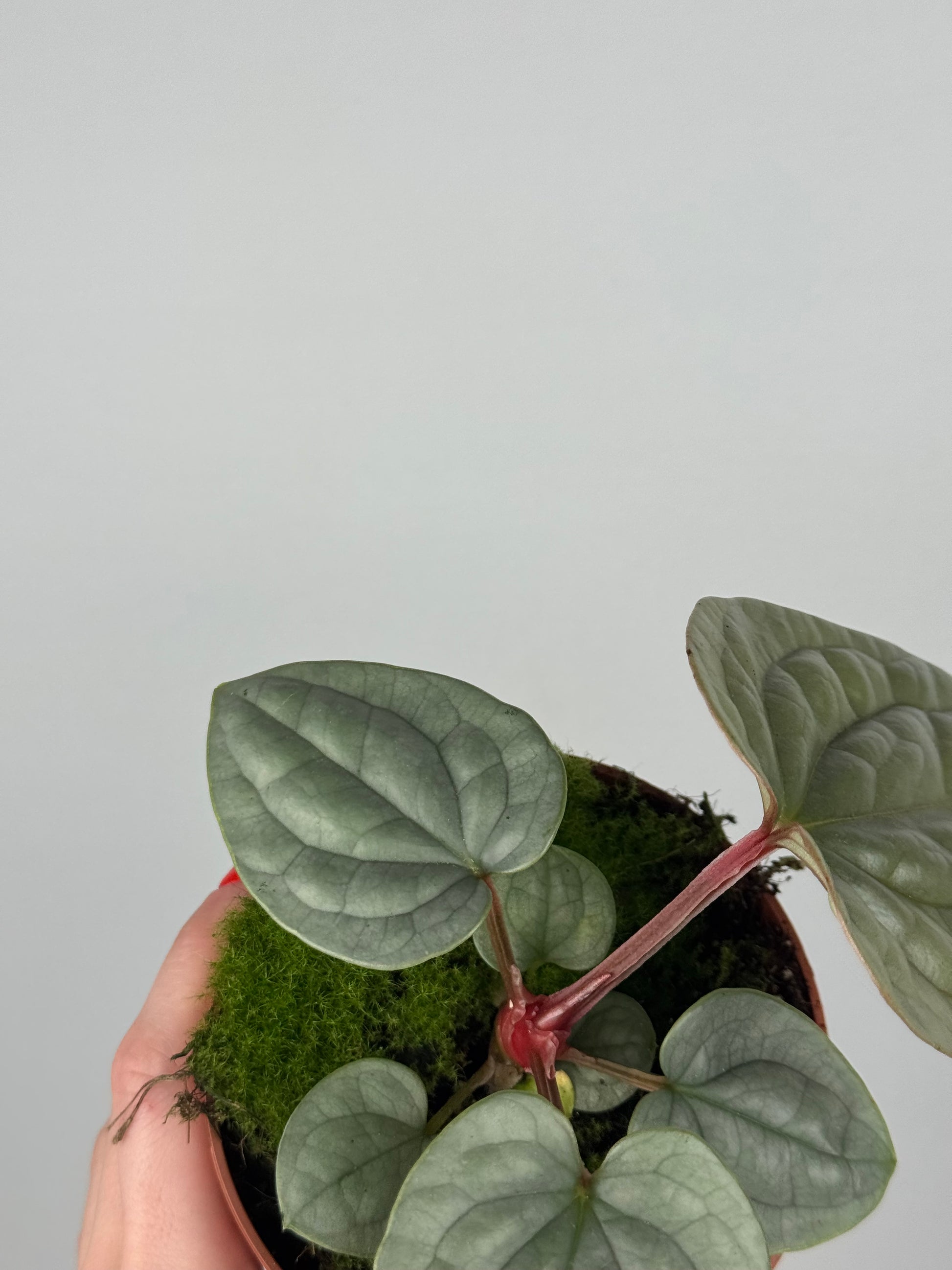 Anthurium Luxurians