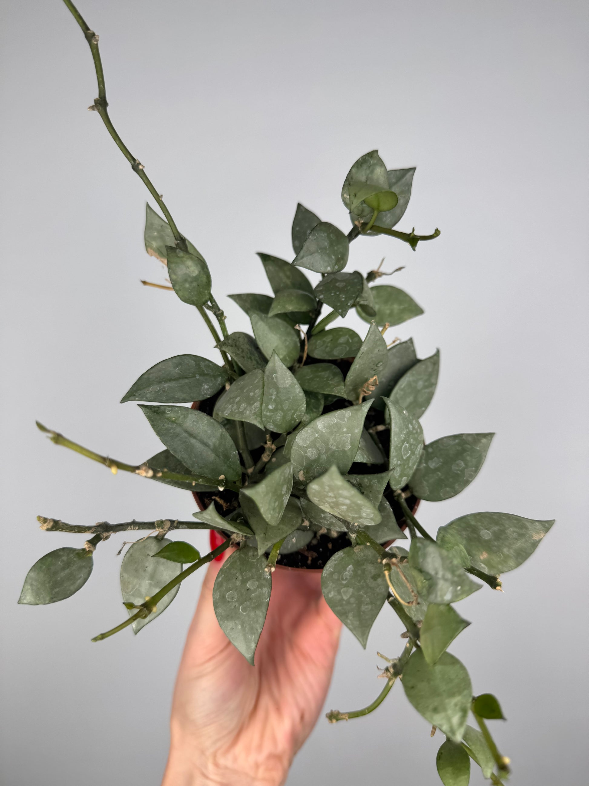 Hoya Krohniana 'Eskimo' Hoya Tropical Corner