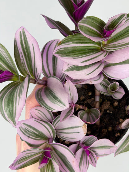 Tradescantia Albiflora “Nanouk” Tradescantia Tropical Corner