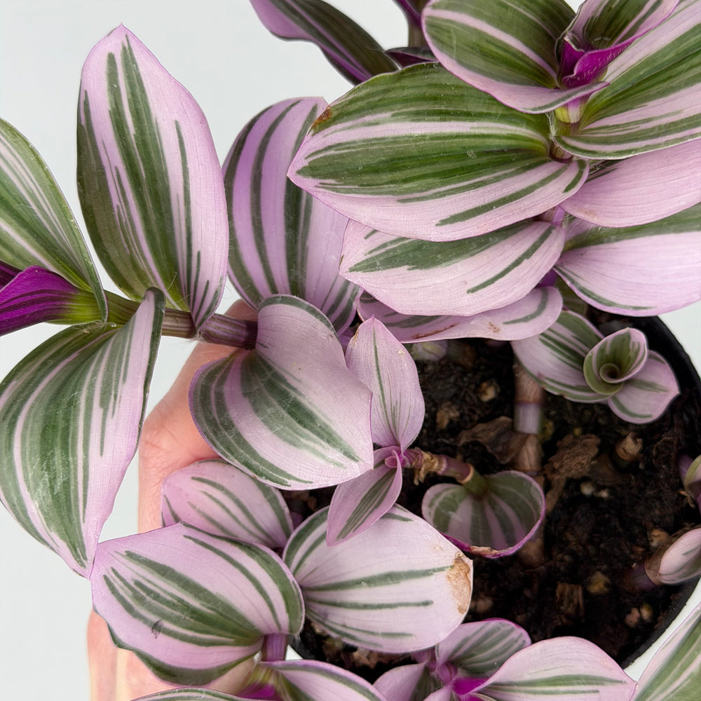Tradescantia Albiflora “Nanouk”