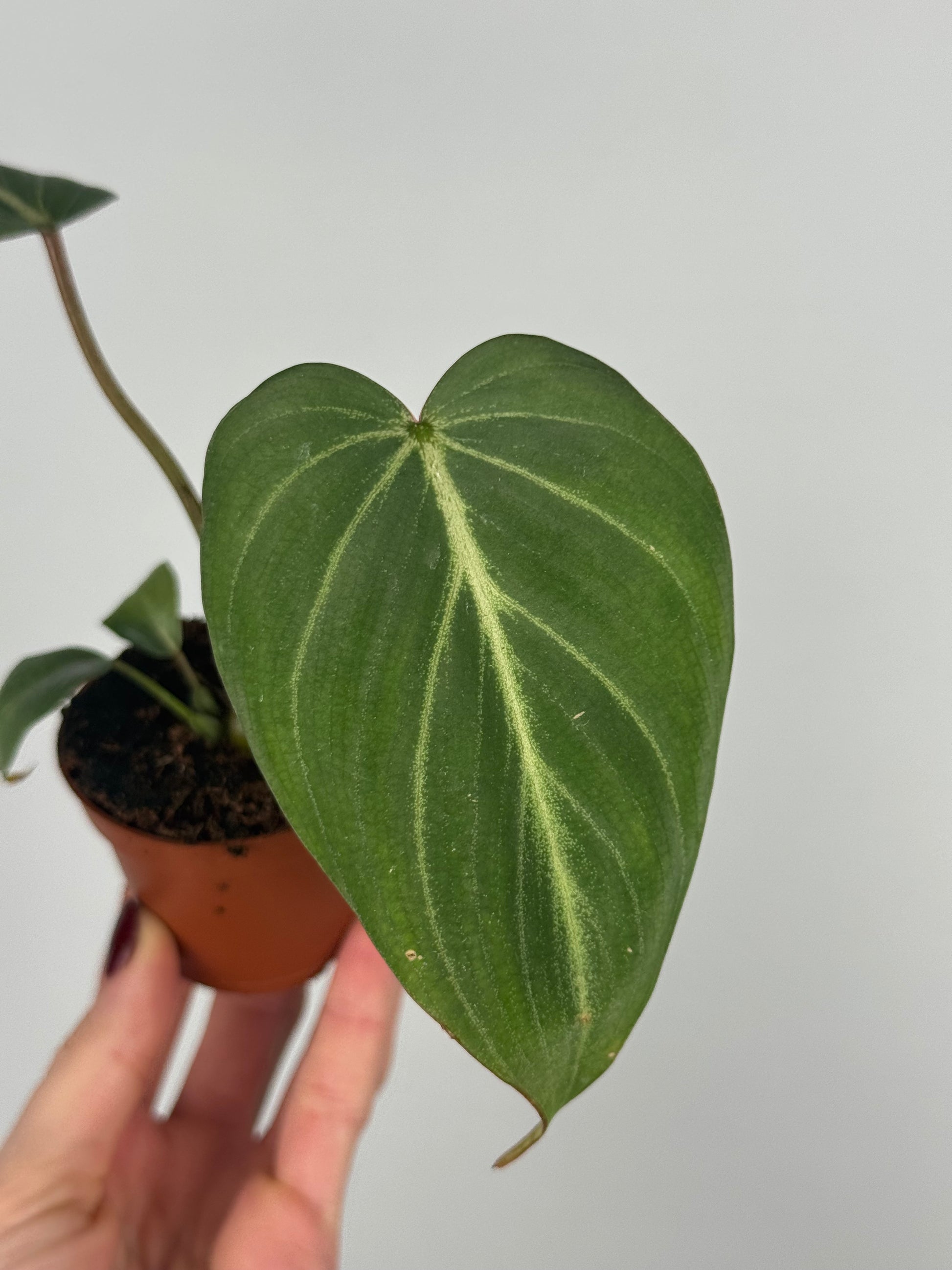 Philodendron Gloriosum