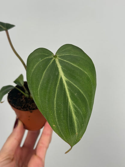 Philodendron Gloriosum
