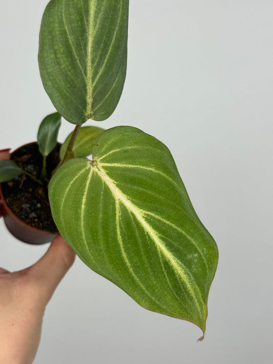 Philodendron Gloriosum