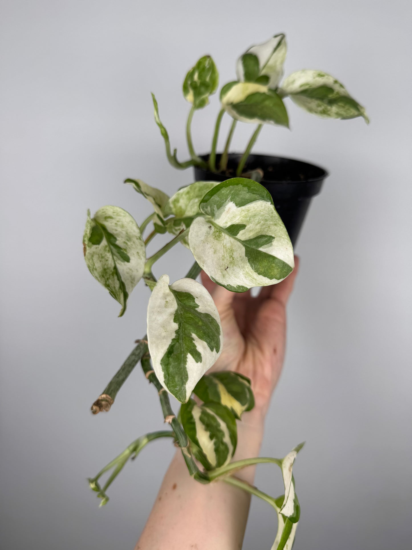 Epipremnum N’Joy | Milo
