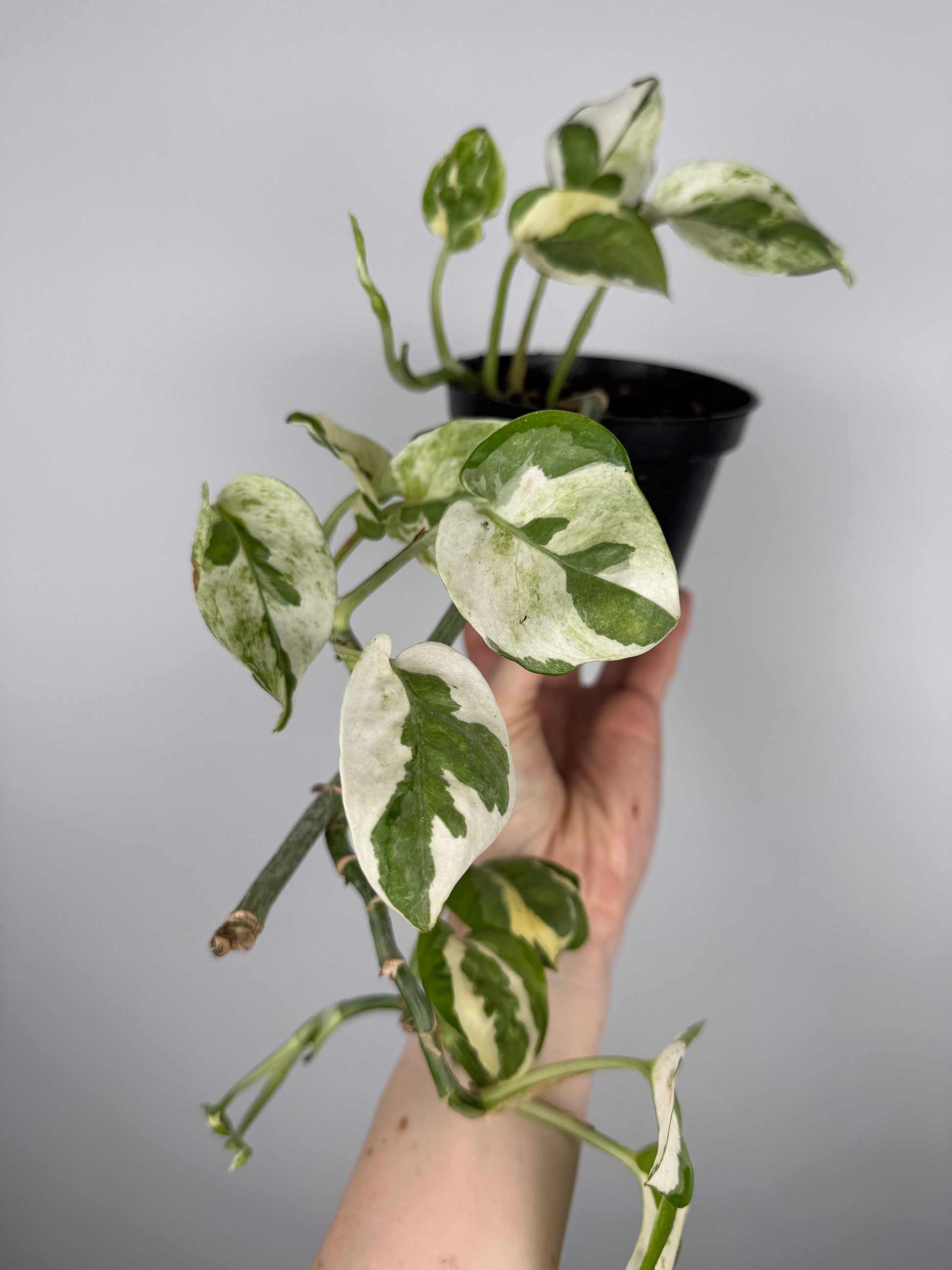 Epipremnum N’Joy | Milo