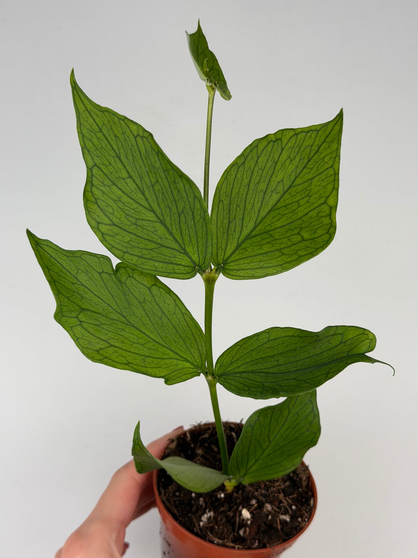 Hoya Polyneura