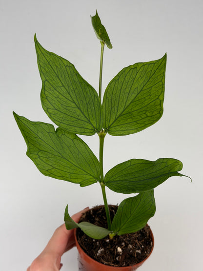 Hoya Polyneura