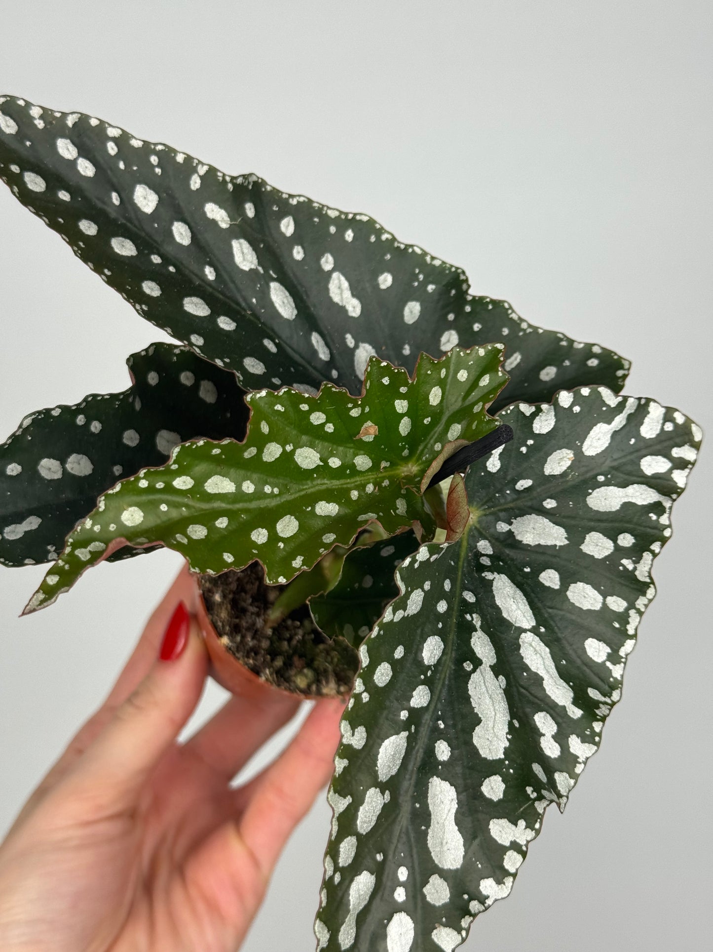 Begonia Maculata “Spotlight Green”