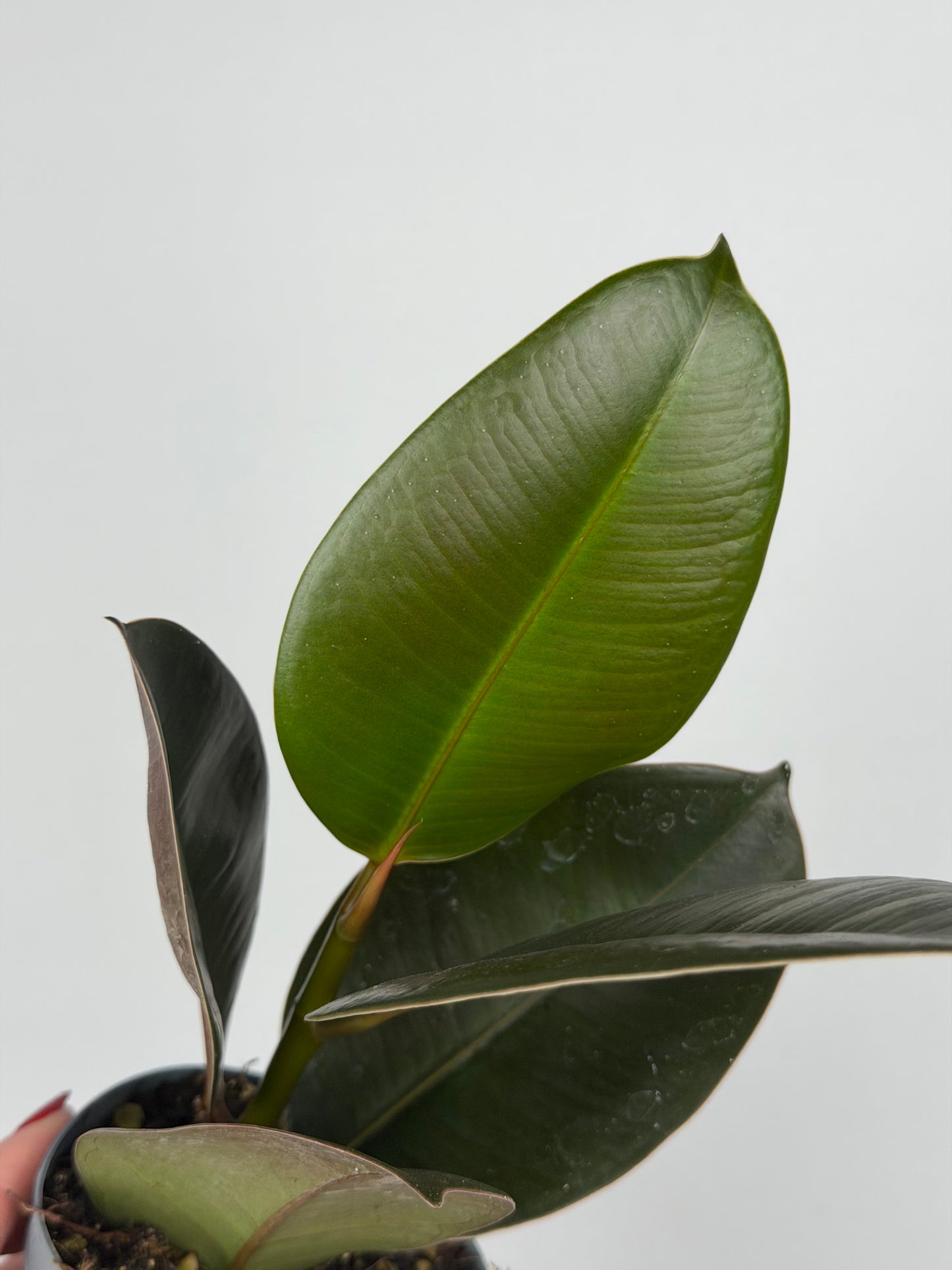 Ficus Elastica 'Robusta'