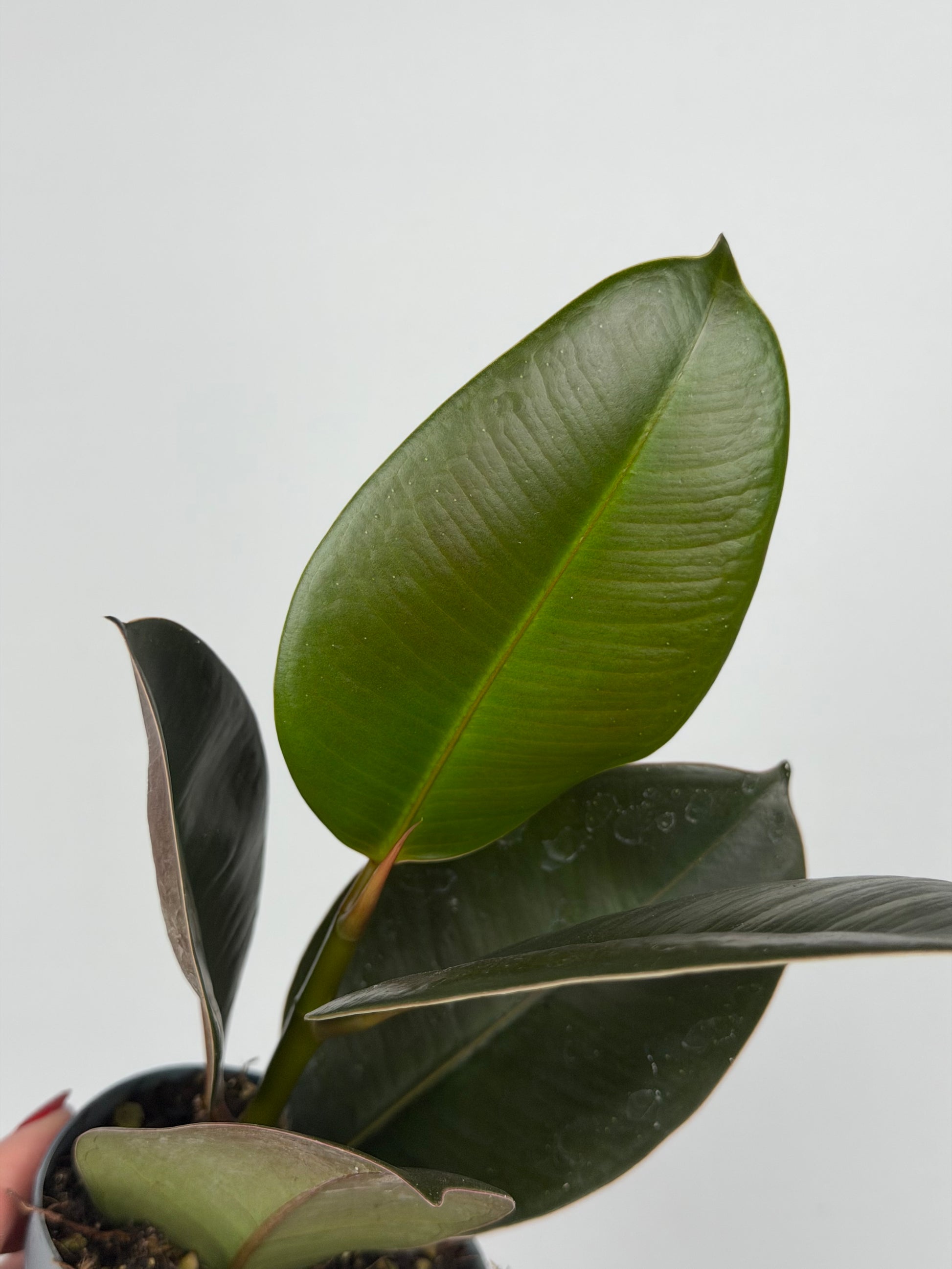 Ficus Elastica 'Robusta'