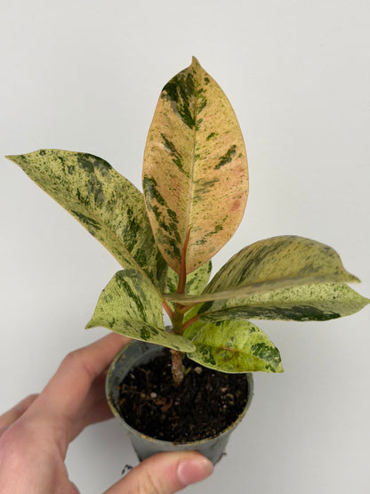 Ficus elastica 'Shivereana Moonshine'