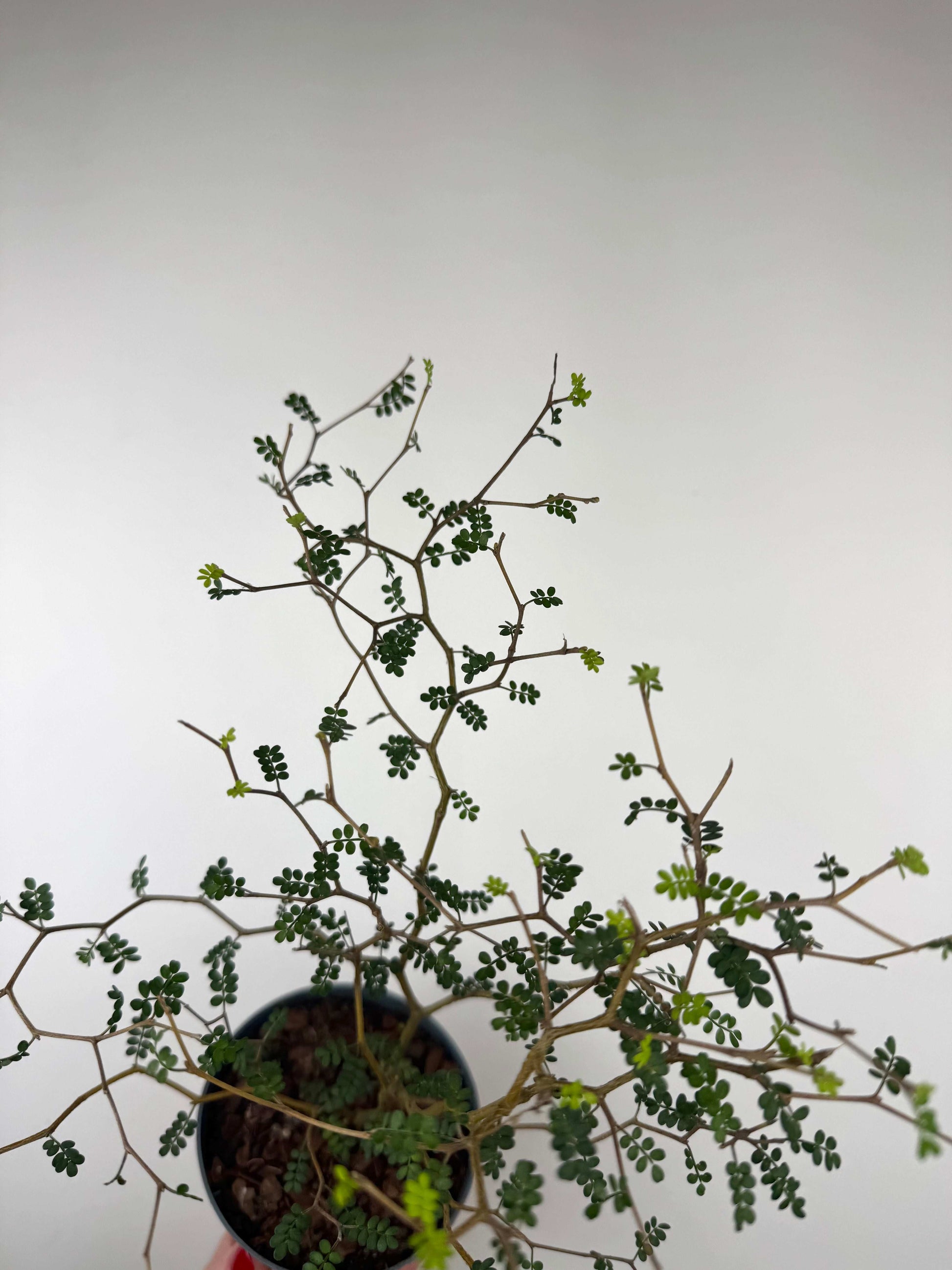 Sophora Prostrata “Little Baby”