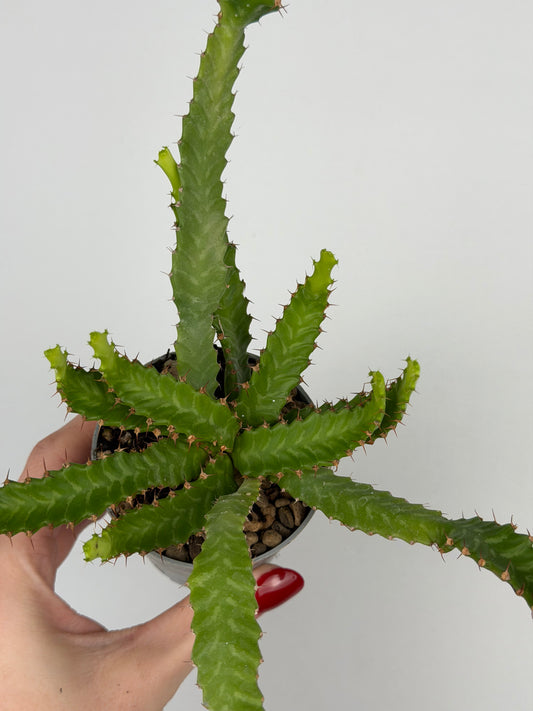 Euphorbia stellata