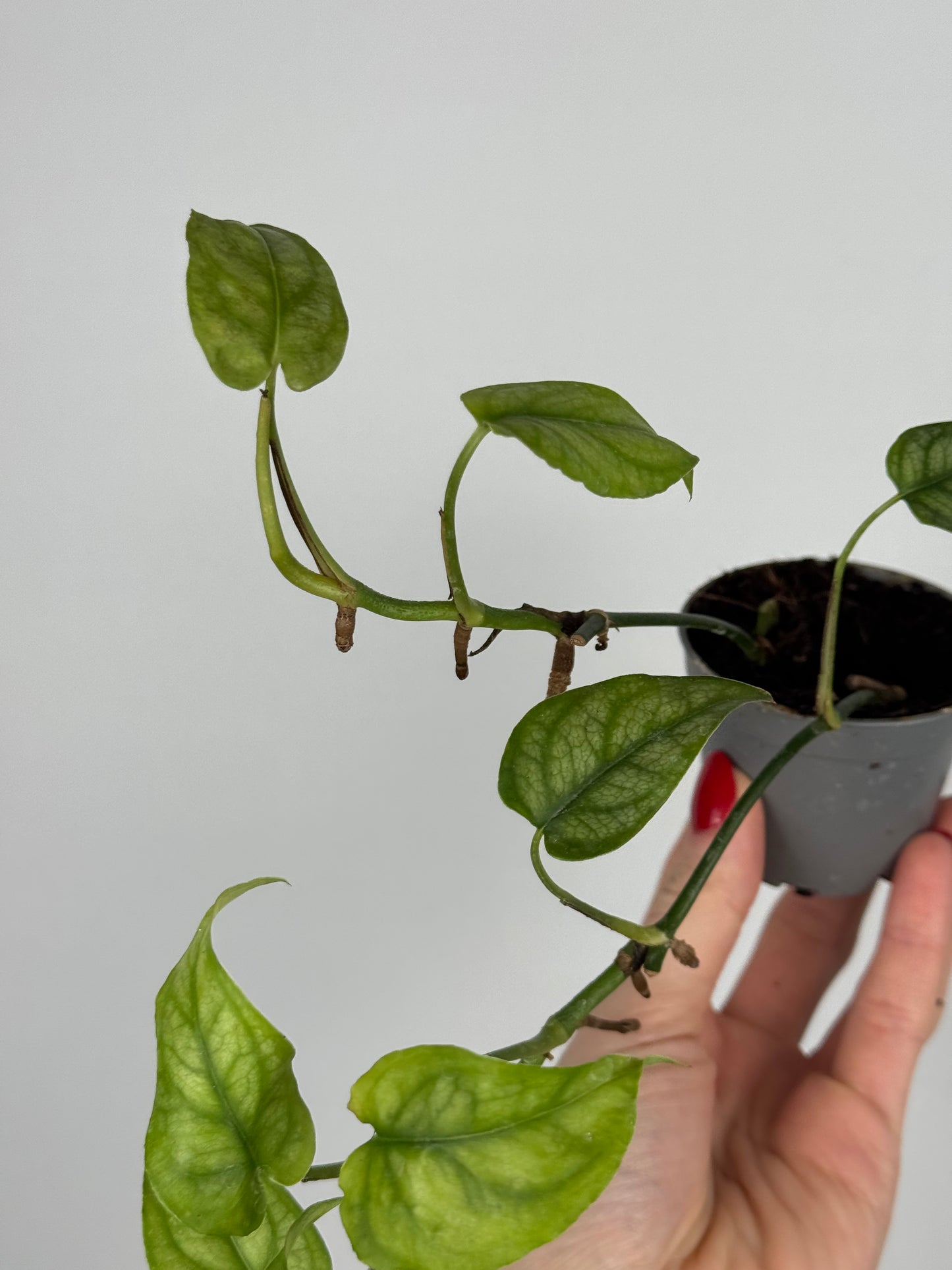 Monstera Siltepecana | Jade