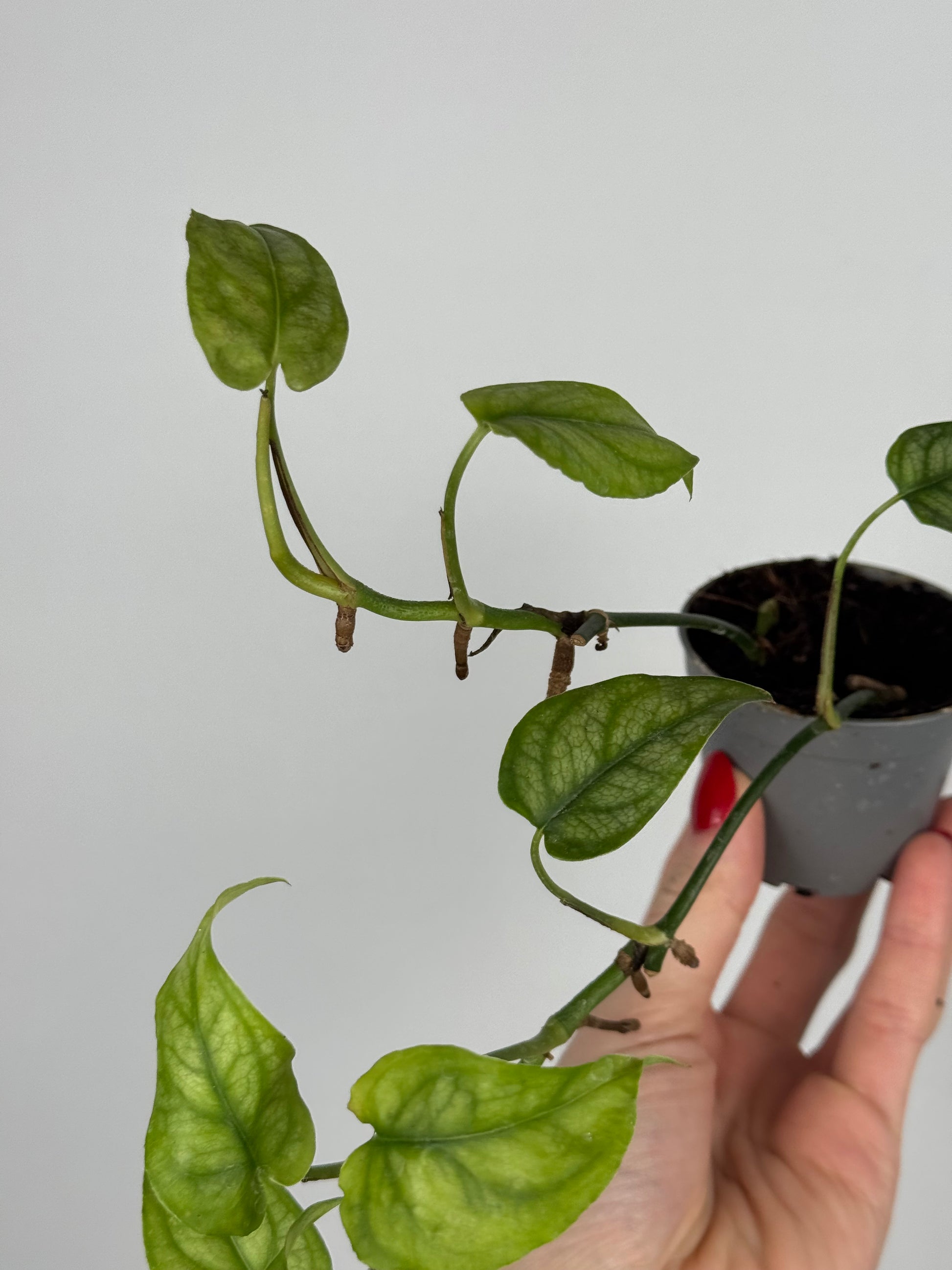 Monstera Siltepecana | Jade