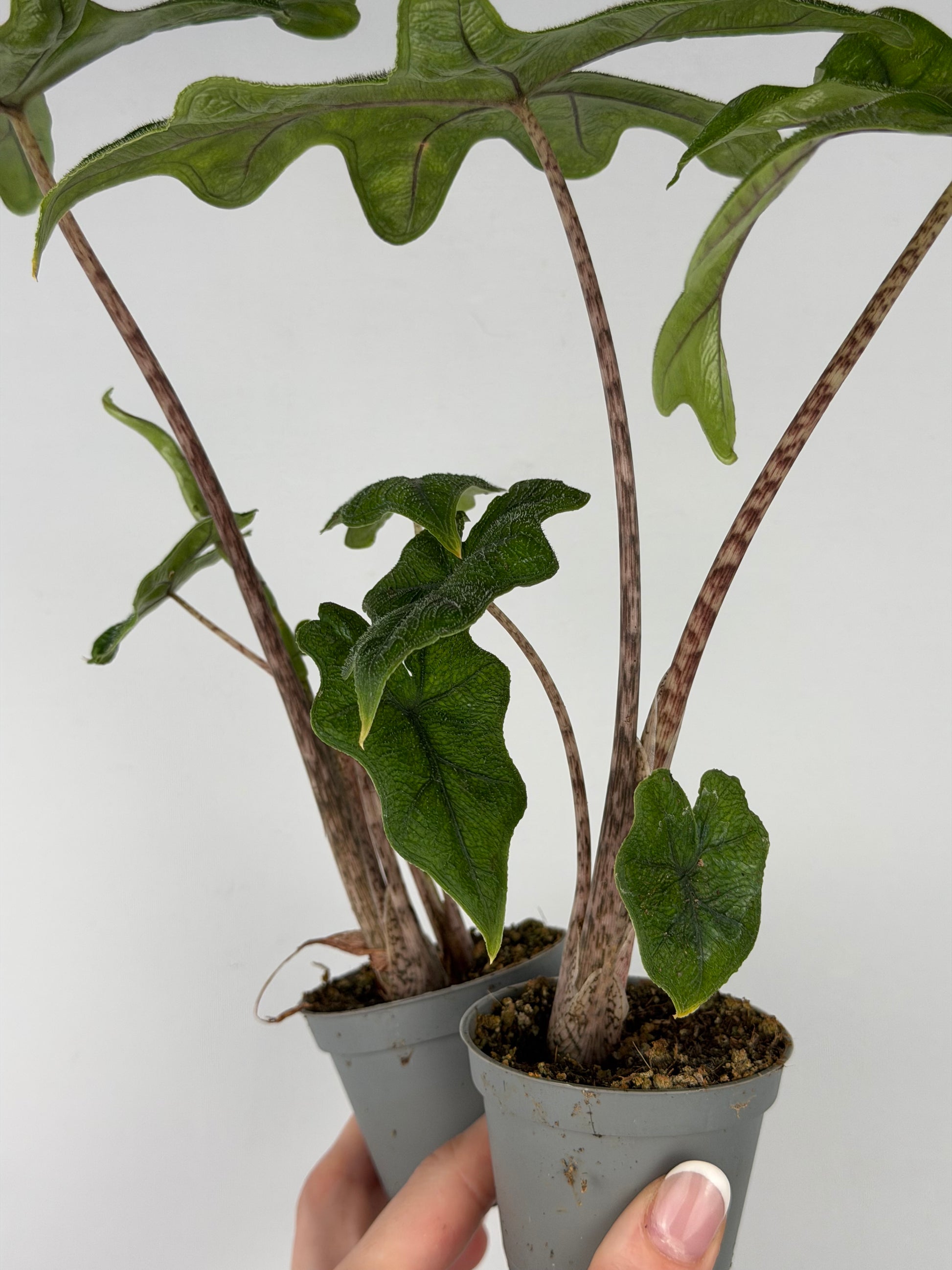 Alocasia Jacklyn Alocasia Tropical Corner