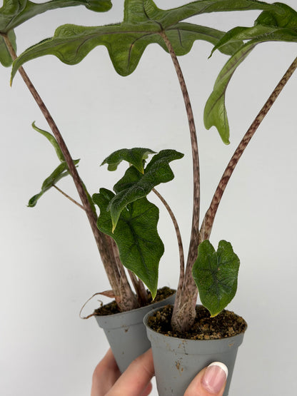 Alocasia Jacklyn Alocasia Tropical Corner