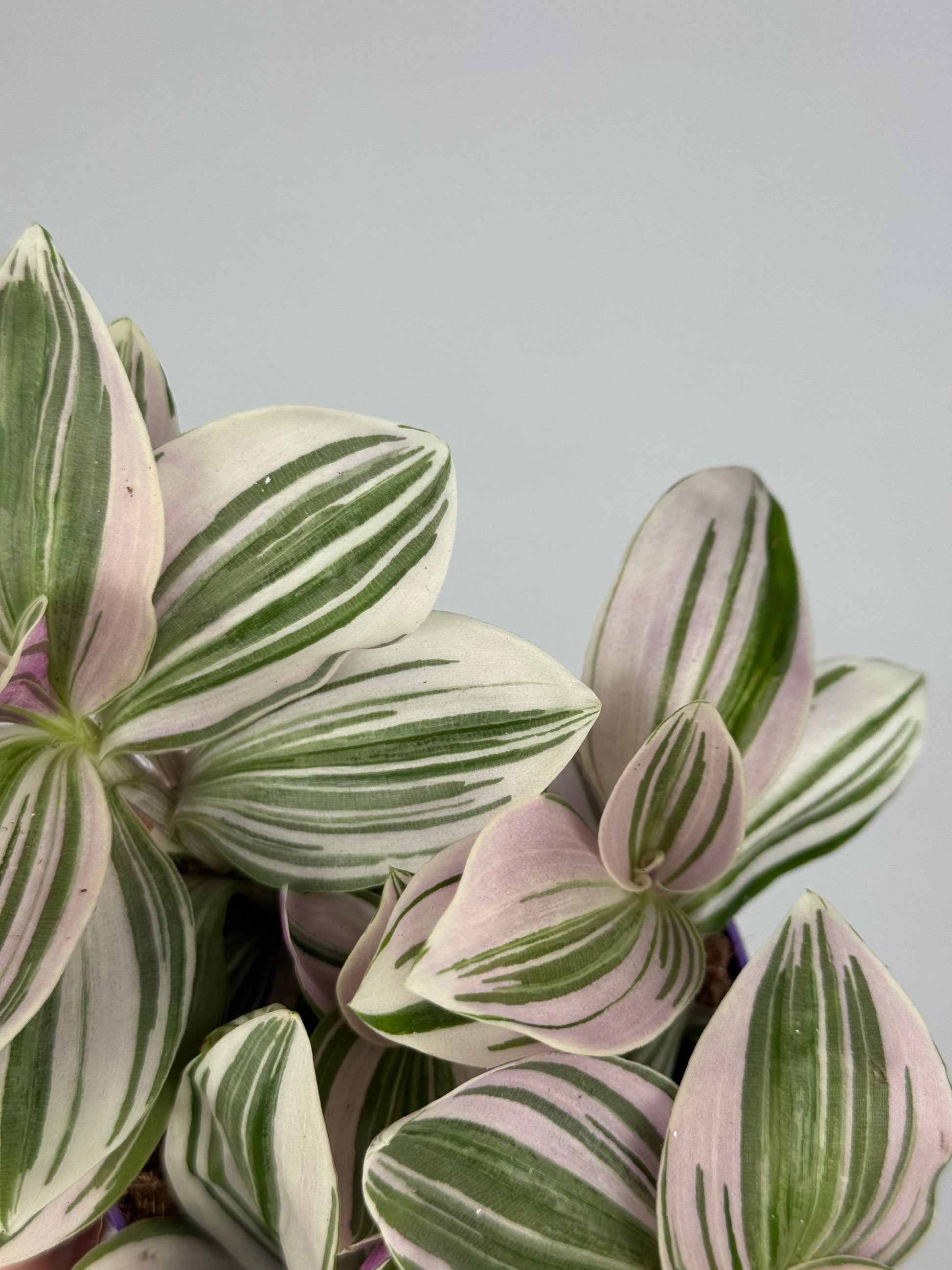 Tradescantia Unicorn