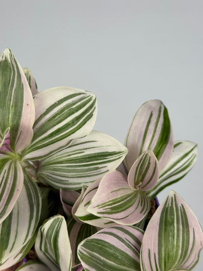 Tradescantia Unicorn