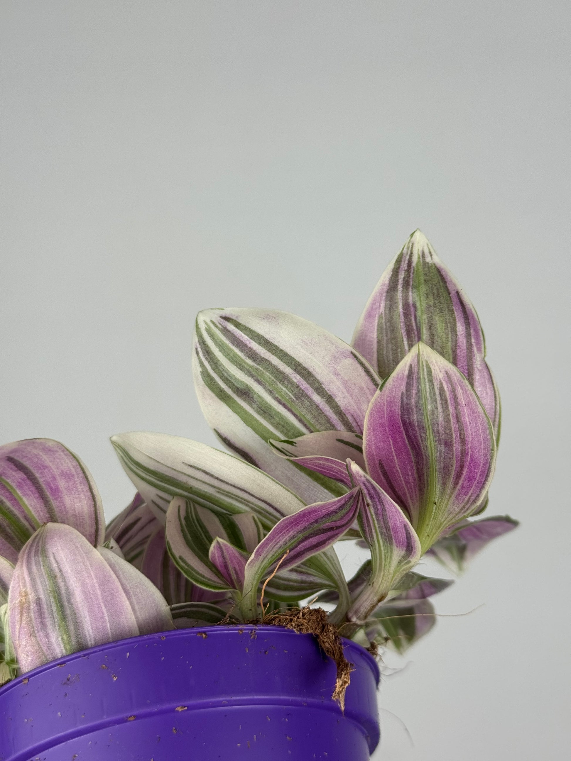 Tradescantia Unicorn