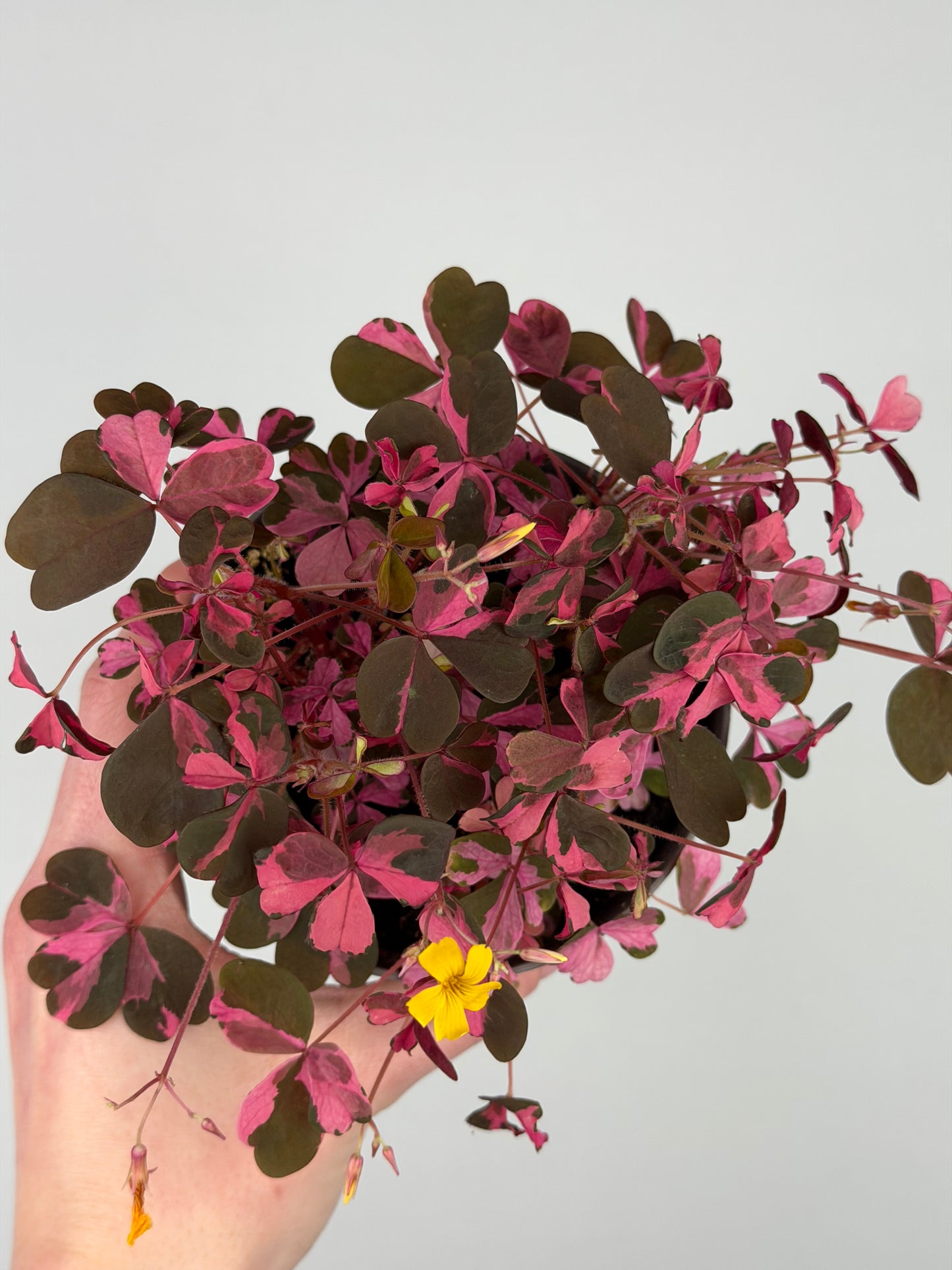 Oxalis Vulcanicola 'Plum Crazy' Oxalis Tropical Corner